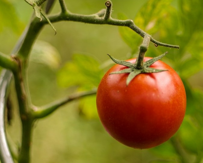 Varios tomates Cherry