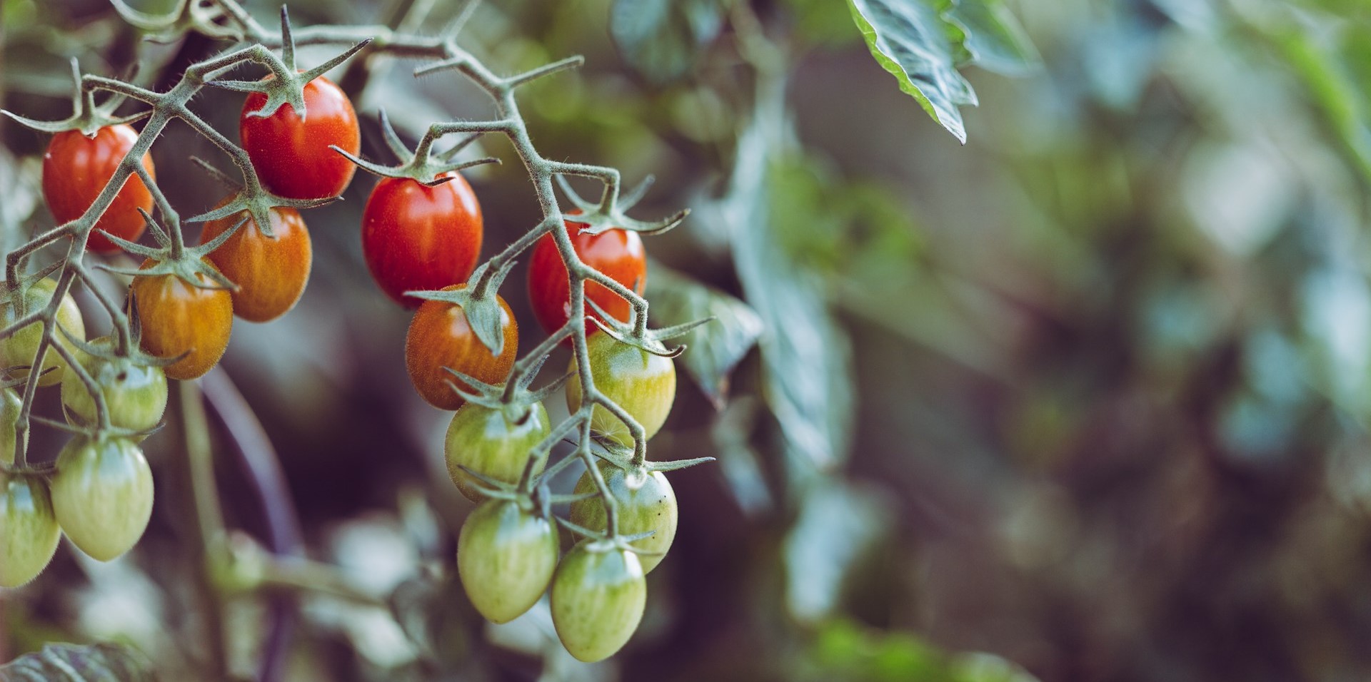 Varios tomates Cherry