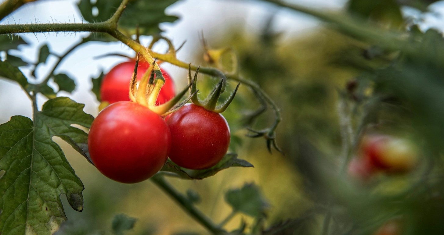 Algunos tomates cherry