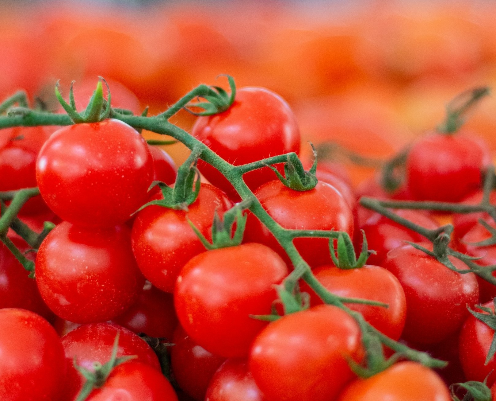Conjunto de tomates cherry