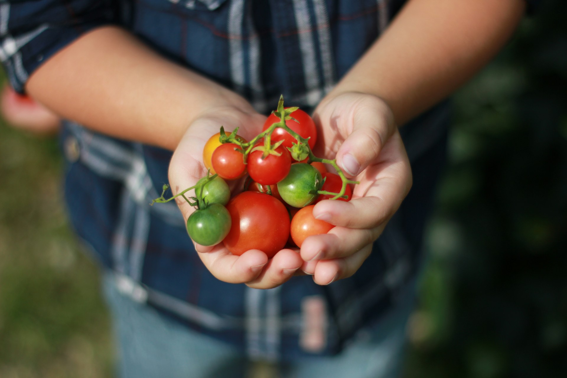 Dos manos sosteniendo tomates cherry