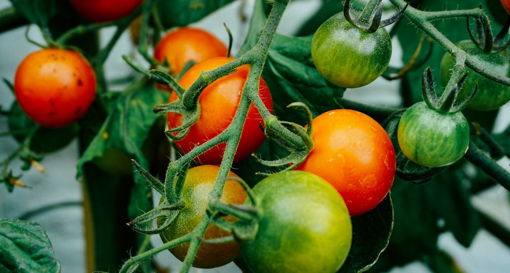 Varios tomates cherry