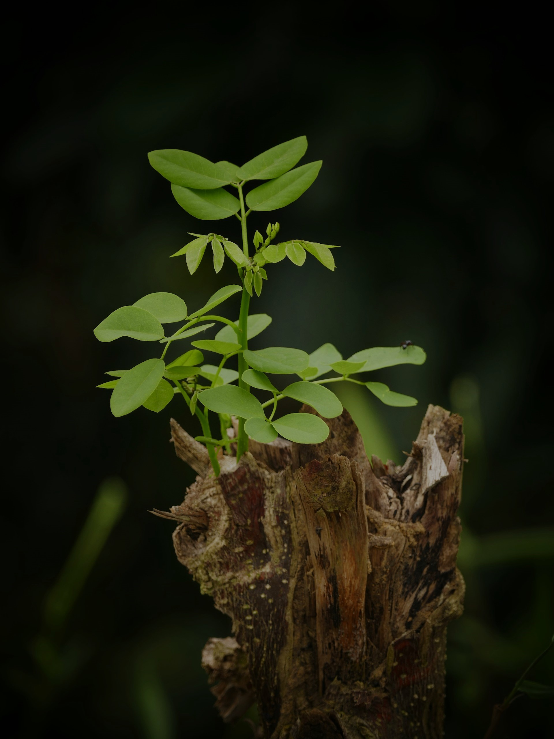 Semilla de un árbol creciendo